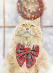 German longhaired cat
