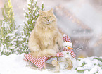 German longhaired cat