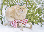 German longhaired cat
