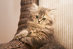 German Longhair Cat