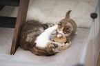 German Shorthair Cat