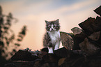 German Shorthair Cat