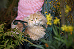 German longhair tomcat