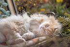 German longhair tomcat