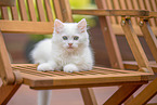 German longhair kitten