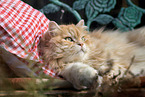 German longhair tomcat