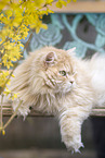 German longhair tomcat