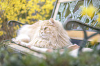 German longhair tomcat