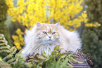 German longhair tomcat