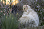 German longhair tomcat