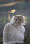 German longhair tomcat