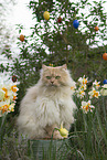 German longhair tomcat