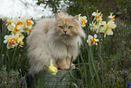 German longhair tomcat