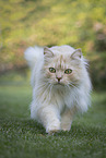 German longhair tomcat