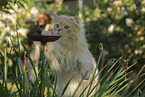 German longhair tomcat