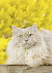 German longhaired cat