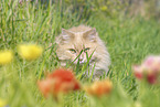 German longhaired cat