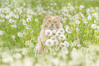 German longhaired cat