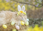 German longhaired cat