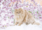 German longhaired cat