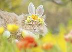 German longhaired cat