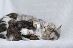 German longhair cat