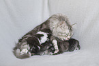 German longhair cat