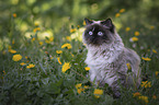 German longhair cat
