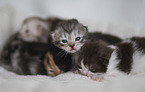 German longhair cat