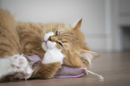 German longhair cat