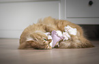 German longhair cat