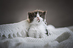 German longhair cat