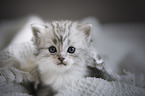 German longhair cat