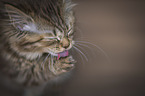 German longhair cat