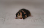 German longhair cat