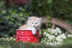 German Longhaired Kitten