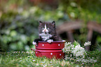 German Longhaired Kitten