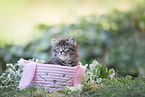 German Longhaired Kitten