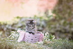 German Longhaired Kitten