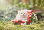 German Longhaired Kitten