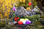 German Shorthair Cat