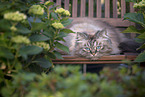 German Longhair Cat