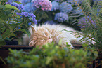 German Longhair Cat