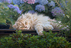 German Longhair Cat