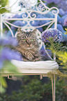 German Longhair Cat