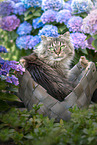German Longhair Cat