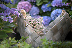 German Longhair Cat