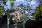 German Longhair Cat