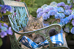 German Longhair Cat