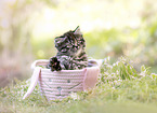 German Longhair kitten